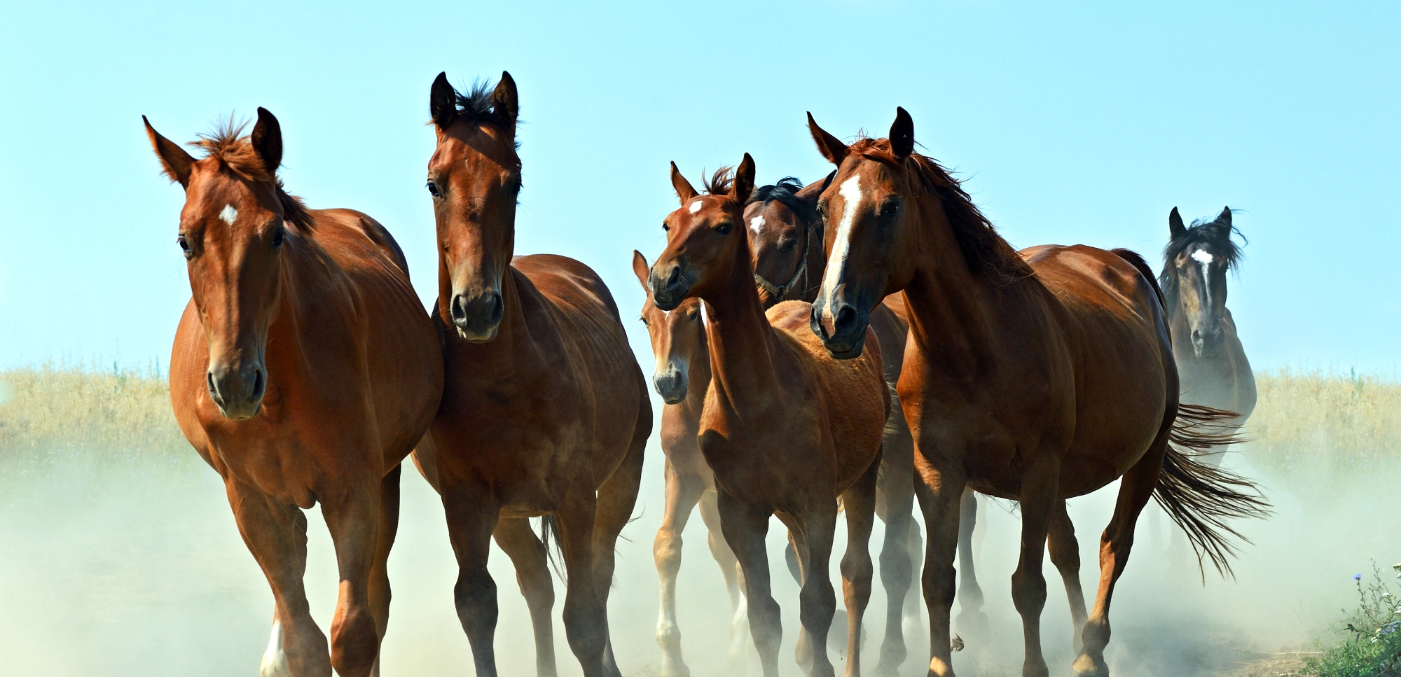 Konji so prav posebne živali